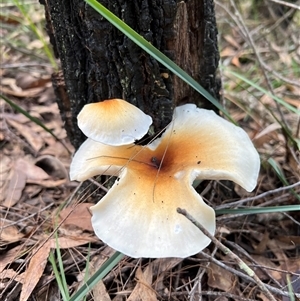 Omphalotus nidiformis at Bucketty, NSW - 24 Apr 2022 10:00 AM