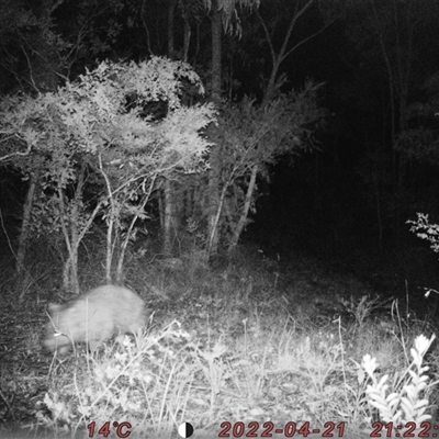 Vombatus ursinus (Common wombat, Bare-nosed Wombat) at Bucketty, NSW - 21 Apr 2022 by MartinPredavec