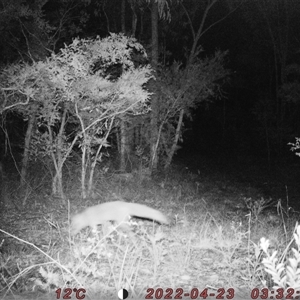 Vulpes vulpes (Red Fox) at Bucketty, NSW - 23 Apr 2022 by MartinPredavec