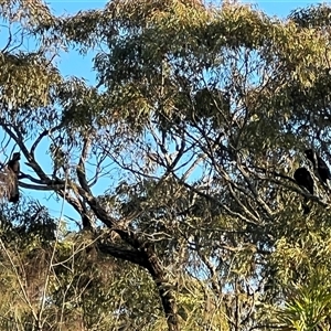 Zanda funerea at Bucketty, NSW - 4 May 2022 10:00 AM
