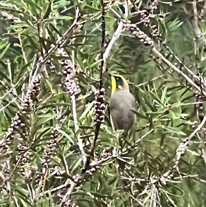 Lichenostomus melanops at Bucketty, NSW - 5 May 2022 10:00 AM