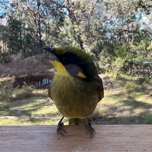 Lichenostomus melanops at Bucketty, NSW - 8 May 2022 10:00 AM