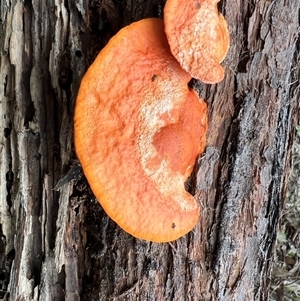Trametes coccinea at Bucketty, NSW - 9 May 2022 by MartinPredavec