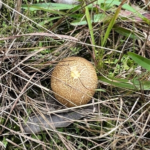 Scleroderma cepa at Bucketty, NSW - 9 May 2022 by MartinPredavec