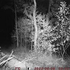 Vombatus ursinus (Common wombat, Bare-nosed Wombat) at Bucketty, NSW - 8 May 2022 by MartinPredavec