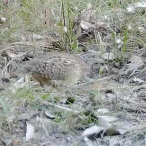 Turnix varius (Painted Buttonquail) at Bucketty, NSW - 23 Oct 2020 by MartinPredavec