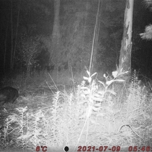 Vombatus ursinus at Bucketty, NSW - 9 Jul 2021 10:00 AM