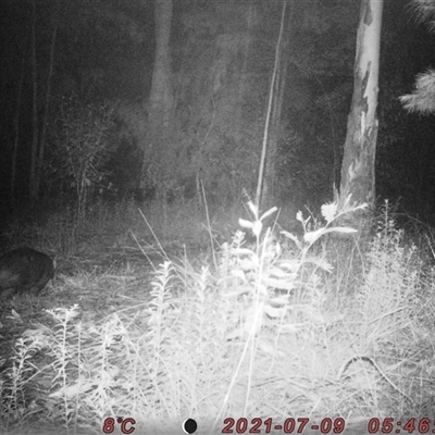 Vombatus ursinus (Common wombat, Bare-nosed Wombat) at Bucketty, NSW - 9 Jul 2021 by MartinPredavec