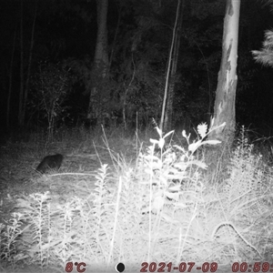 Felis catus (Feral Cat) at Bucketty, NSW - 9 Jul 2021 by MartinPredavec