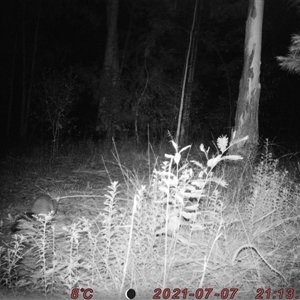 Trichosurus vulpecula at Bucketty, NSW - 7 Jul 2021 10:00 AM