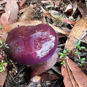 Cortinarius archeri s.l. at Bucketty, NSW - 23 May 2022 10:00 AM
