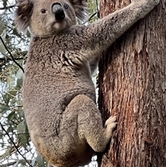 Phascolarctos cinereus (Koala) at Bucketty, NSW - 23 May 2022 by MartinPredavec