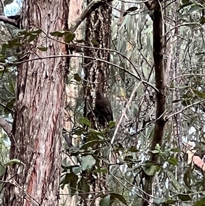 Cormobates leucophaea (White-throated Treecreeper) at Bucketty, NSW - 24 May 2022 by MartinPredavec