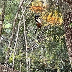 Acanthorhynchus tenuirostris (Eastern Spinebill) at Bucketty, NSW - 25 May 2022 by MartinPredavec