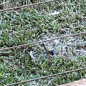 Malurus lamberti (Variegated Fairywren) at Bucketty, NSW - 27 May 2022 by MartinPredavec