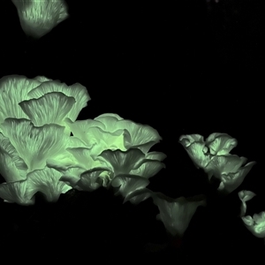Omphalotus nidiformis (Ghost Fungus) at Bucketty, NSW - 28 May 2022 by MartinPredavec