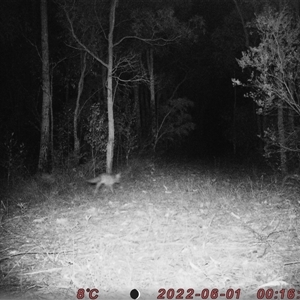 Vulpes vulpes at Bucketty, NSW - 1 Jun 2022 10:00 AM