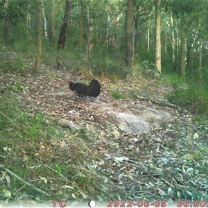 Alectura lathami at Bucketty, NSW - 9 Jun 2022 10:00 AM