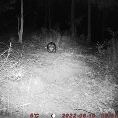 Vombatus ursinus (Common wombat, Bare-nosed Wombat) at Bucketty, NSW - 10 Jun 2022 by MartinPredavec