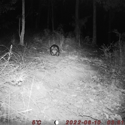 Vombatus ursinus (Common wombat, Bare-nosed Wombat) at Bucketty, NSW - 10 Jun 2022 by MartinPredavec
