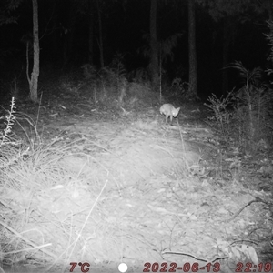 Vulpes vulpes (Red Fox) at Bucketty, NSW - 13 Jun 2022 by MartinPredavec