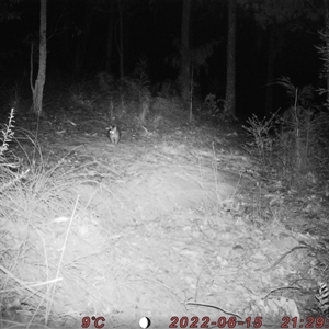 Trichosurus vulpecula at Bucketty, NSW - 15 Jun 2022 10:00 AM