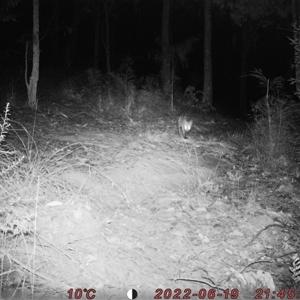 Vulpes vulpes (Red Fox) at Bucketty, NSW - 19 Jun 2022 by MartinPredavec