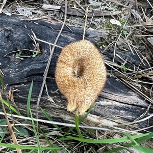 Lentinus fasciatus (Hairy Trumpet) at Bucketty, NSW - 20 Jun 2022 by MartinPredavec