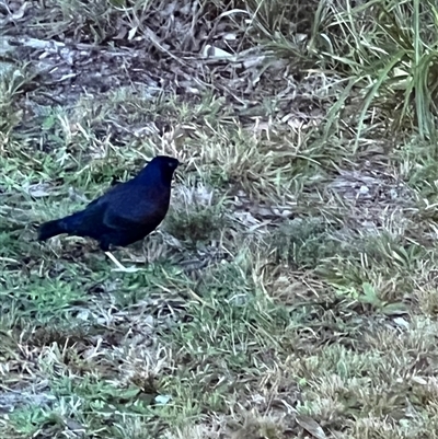 Ptilonorhynchus violaceus (Satin Bowerbird) at Bucketty, NSW - 22 Jun 2022 by MartinPredavec