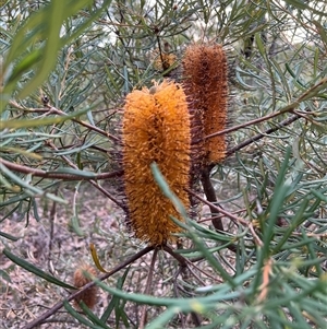 Banksia spinulosa var. cunninghamii at Laguna, NSW - 26 Jun 2022 by MartinPredavec
