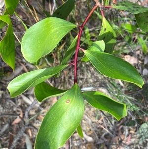 Persoonia levis at Laguna, NSW - suppressed