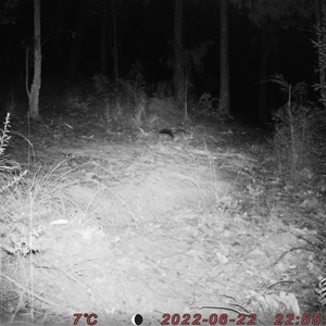 Trichosurus vulpecula at Bucketty, NSW - 22 Jun 2022 10:00 AM