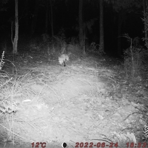 Vulpes vulpes at Bucketty, NSW - 24 Jun 2022 10:00 AM