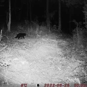 Felis catus at Bucketty, NSW - 25 Jun 2022 10:00 AM