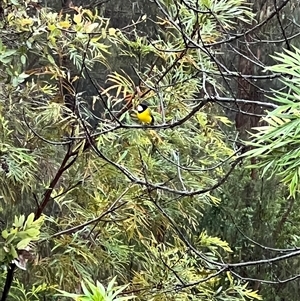 Pachycephala pectoralis (Golden Whistler) at Bucketty, NSW - 3 Jul 2022 by MartinPredavec