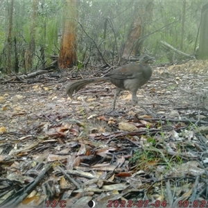 Menura novaehollandiae at Bucketty, NSW - 4 Jul 2022 10:00 AM
