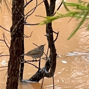 Caligavis chrysops at Bucketty, NSW - 6 Jul 2022 10:00 AM