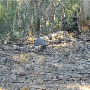 Leucosarcia melanoleuca at Bucketty, NSW - 9 Jul 2022 10:00 AM
