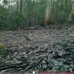 Colluricincla harmonica at Bucketty, NSW - 9 Jul 2022 10:00 AM