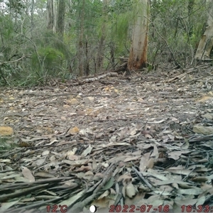 Tachyglossus aculeatus at Bucketty, NSW - 16 Jul 2022 10:00 AM