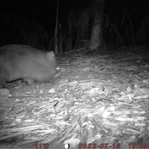 Vombatus ursinus at Bucketty, NSW - 16 Jul 2022 10:00 AM