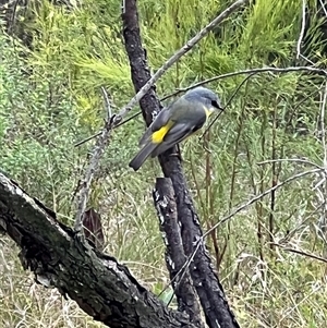 Eopsaltria australis (Eastern Yellow Robin) at Bucketty, NSW - 24 Jul 2022 by MartinPredavec