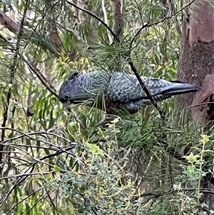 Callocephalon fimbriatum (Gang-gang Cockatoo) at Olney, NSW - 1 Aug 2022 by MartinPredavec