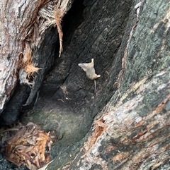 Antechinus flavipes at Bucketty, NSW - 1 Aug 2022 by MartinPredavec