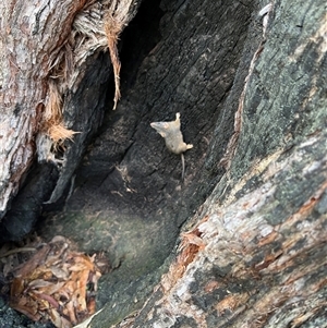 Antechinus flavipes at Bucketty, NSW - 1 Aug 2022 by MartinPredavec
