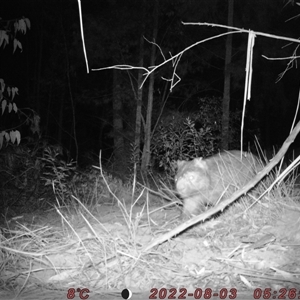 Vombatus ursinus at Bucketty, NSW - 3 Aug 2022 10:00 AM