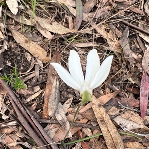 Caladenia catenata at Bucketty, NSW - suppressed