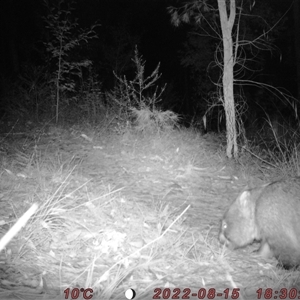 Vombatus ursinus at Bucketty, NSW - 15 Aug 2022 10:00 AM