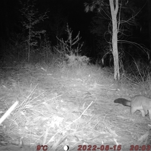 Trichosurus vulpecula at Bucketty, NSW - 15 Aug 2022 10:00 AM