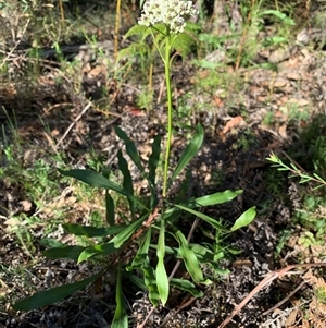 Unverified Plant at Bucketty, NSW - 26 Jul 2021 by MartinPredavec